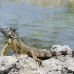 iguana_green_tf_gc_h_0162_cay1079.jpg
